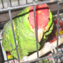 the Red Headed Amazon.